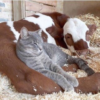 Illustration de l'article : 15 duos d’animaux qui prouvent que l’amitié n’a pas de frontières