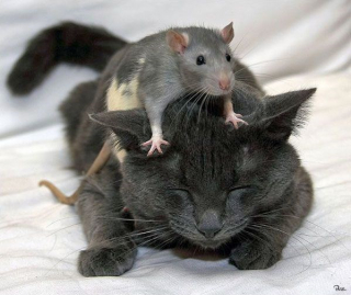 Illustration de l'article : 15 duos d’animaux qui prouvent que l’amitié n’a pas de frontières
