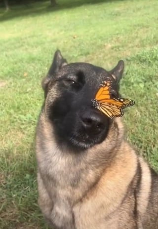 Illustration de l'article : 15 duos d’animaux qui prouvent que l’amitié n’a pas de frontières