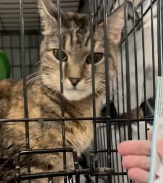 Illustration de l'article : Confrontée à l’expulsion, sa famille dépose cette chatte dans une caisse avec une note déchirante