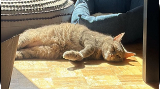 Illustration de l'article : Après avoir vécu auprès de maîtres souffrant du syndrome de Diogène, cette adorable chatte âgée cherche désormais un foyer