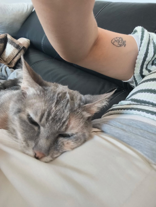 Illustration de l'article : Après avoir vécu auprès de maîtres souffrant du syndrome de Diogène, cette adorable chatte âgée cherche désormais un foyer