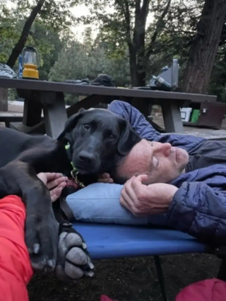 Illustration de l'article : Cette Labrador de refuge devenue chienne de recherche sauve désormais des vies lors des catastrophes