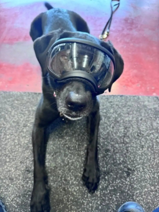 Illustration de l'article : Cette Labrador de refuge devenue chienne de recherche sauve désormais des vies lors des catastrophes