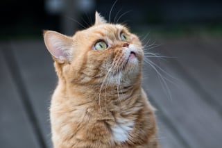 Illustration de l'article : 2 policiers prennent tous les risques pour retrouver un chat pi&eacute;g&eacute; dans un appartement en feu