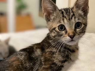 Illustration de l'article : Après un abandon violent, 2 chatons de 7 semaines comptent l’un sur l’autre pour avancer