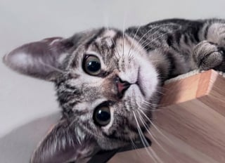 Illustration de l'article : Après un abandon violent, 2 chatons de 7 semaines comptent l’un sur l’autre pour avancer