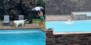 Illustration de l'article : Ce Labrador obsédé par la piscine refuse d'en sortir malgré une pluie battante (vidéo)