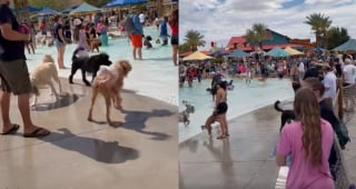 Illustration de l'article : 296 chiens réunis dans un parc aquatique battent le record du monde de participants à une fête de piscine