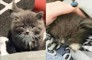 Illustration de l'article : Ce chaton d'un mois n'aurait jamais survécu seul dans la rue, des personnes bienveillantes l'ont sauvé