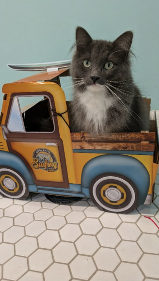 Illustration de l'article : Ce chaton d'un mois n'aurait jamais survécu seul dans la rue, des personnes bienveillantes l'ont sauvé