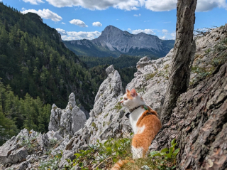 Illustration de l'article : 13 photos de chats qui explorent la nature en laisse comme de vrais petits aventuriers