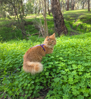 Illustration de l'article : 13 photos de chats qui explorent la nature en laisse comme de vrais petits aventuriers