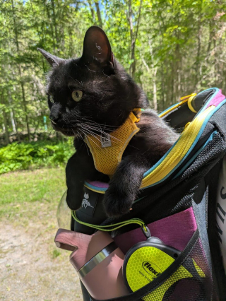Illustration de l'article : 13 photos de chats qui explorent la nature en laisse comme de vrais petits aventuriers