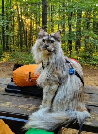 Illustration de l'article : 13 photos de chats qui explorent la nature en laisse comme de vrais petits aventuriers