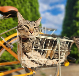 Illustration de l'article : 13 photos de chats qui explorent la nature en laisse comme de vrais petits aventuriers