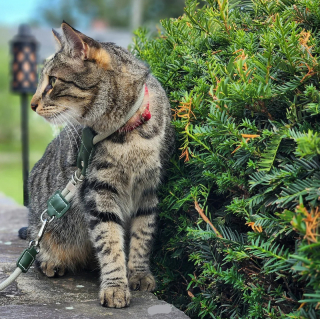 Illustration de l'article : 13 photos de chats qui explorent la nature en laisse comme de vrais petits aventuriers