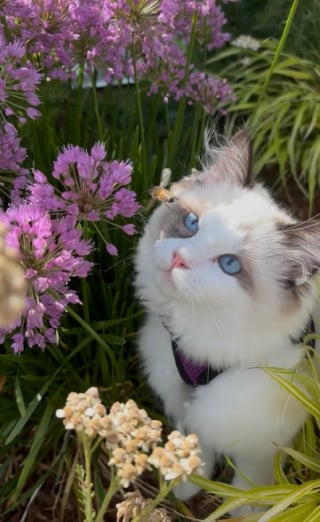 Illustration de l'article : 13 photos de chats qui explorent la nature en laisse comme de vrais petits aventuriers