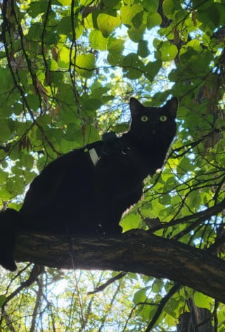 Illustration de l'article : 13 photos de chats qui explorent la nature en laisse comme de vrais petits aventuriers