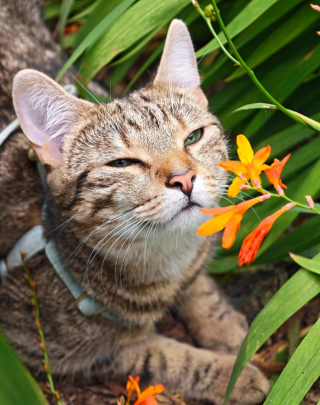 Illustration de l'article : 13 photos de chats qui explorent la nature en laisse comme de vrais petits aventuriers