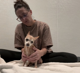 Illustration de l'article : Cette Chihuahua tremblante ne tenait presque pas debout, jusqu’à ce qu’une bénévole lui ouvre sa porte (vidéo)
