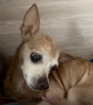 Illustration de l'article : Cette Chihuahua tremblante ne tenait presque pas debout, jusqu’à ce qu’une bénévole lui ouvre sa porte (vidéo)