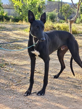 Illustration de l'article : Ce Galgo en fourri&egrave;re avait une patte cass&eacute;e, une association a pos&eacute; les yeux sur lui et lui cherche une famille