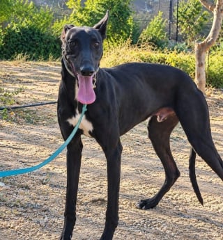 Illustration de l'article : Ce Galgo en fourri&egrave;re avait une patte cass&eacute;e, une association a pos&eacute; les yeux sur lui et lui cherche une famille