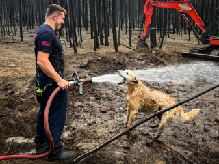 Illustration de l'article : L'amusante interaction entre un pompier venu éteindre un feu et un chien obnubilé par la lance à incendie