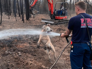 Illustration de l'article : L'amusante interaction entre un pompier venu éteindre un feu et un chien obnubilé par la lance à incendie