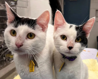 Illustration de l'article : Jetés d’un camion en marche, ces 2 chatons refusent à présent d’être séparés
