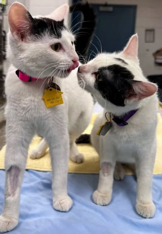 Illustration de l'article : Jetés d’un camion en marche, ces 2 chatons refusent à présent d’être séparés