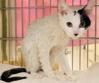 Illustration de l'article : Jetés d’un camion en marche, ces 2 chatons refusent à présent d’être séparés