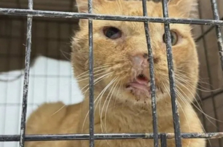 Illustration de l'article : Le visage gonflé et couvert de sécrétions, ce chat commence peu à peu à reprendre vie