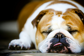 Illustration de l'article : Pourquoi votre chien dort-il parfois avec le bout de la langue sorti ? Voici 5 raisons possibles