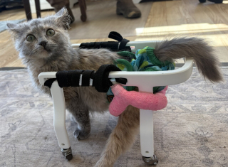 Illustration de l'article : Ce chaton paralys&eacute; et menac&eacute; d'euthanasie retrouve sa joie de vivre gr&acirc;ce &agrave; un chariot imprim&eacute; en 3D