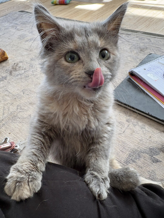 Illustration de l'article : Ce chaton paralys&eacute; et menac&eacute; d'euthanasie retrouve sa joie de vivre gr&acirc;ce &agrave; un chariot imprim&eacute; en 3D