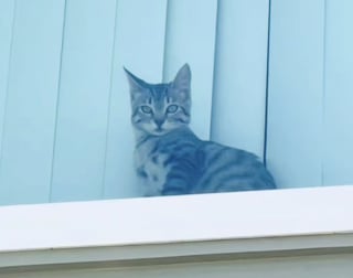 Illustration de l'article : En deuil après la perte de son amie, cette chatte retrouve sa joie de vivre grâce à une voisine (vidéo)