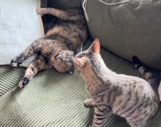 Illustration de l'article : En deuil après la perte de son amie, cette chatte retrouve sa joie de vivre grâce à une voisine (vidéo)