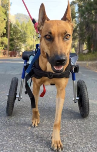 Illustration de l'article : Elle traînait son corps au sol, mais aujourd’hui, cette chienne paralysée fonce à toute vitesse sur la plage (vidéo)