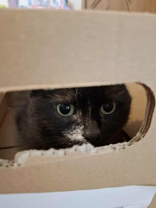 Illustration de l'article : Laissée seule dans un appartement, cette chatte doit affronter une maladie et cherche des adoptants
