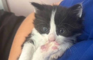 Illustration de l'article : Une chatte errante arrive au refuge avec une portée impressionnante de 9 chatons