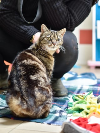 Illustration de l'article : En Loire-Atlantique, Lady Olenna, une adorable chatte de 13 ans, recherche sa nouvelle famille