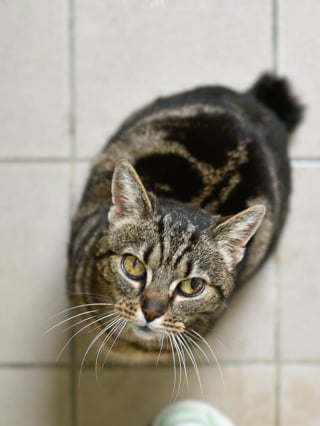 Illustration de l'article : En Loire-Atlantique, Lady Olenna, une adorable chatte de 13 ans, recherche sa nouvelle famille