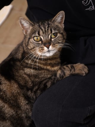 Illustration de l'article : En Loire-Atlantique, Lady Olenna, une adorable chatte de 13 ans, recherche sa nouvelle famille