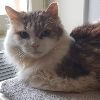 Illustration de l'article : Très maigre, sale et malade lors de son sauvetage, ce chat de 11 ans cherche une famille