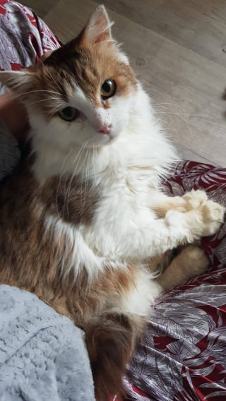 Illustration de l'article : Très maigre, sale et malade lors de son sauvetage, ce chat de 11 ans cherche une famille