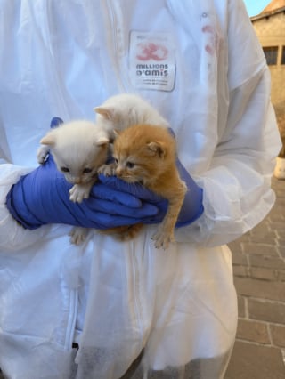 Illustration de l'article : 51 chats négligés sont pris en charge en une seule journée par la Fondation 30 Millions d’Amis