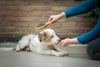 Illustration de l'article : Tous les chiens perdent massivement leurs poils au printemps et en automne : vrai ou faux ?