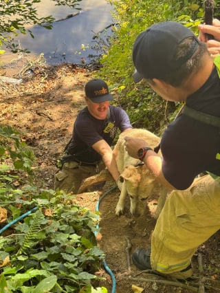 Illustration de l'article : Cette Labrador de 36 kg s'échappe de sa laisse et se retrouve coincée dans une rivière